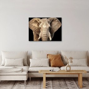 Kép - Afrikai elefánt (70x50 cm)