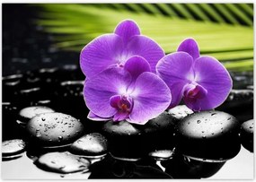 Poszterek 100x70 Lila orchideák
