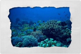 Poszter 60x40 Laguna Korallok Óceán