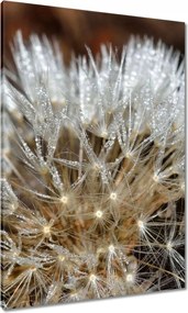 Vászonkép 70x100 Pitypang Virág Virágok