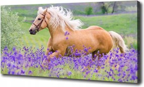 Vászonkép Ló a levendulamezőn 100x70cm