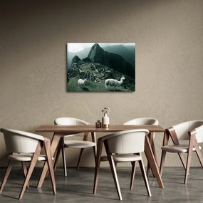 Kép - Lámák a perui Machu Picchunál (70x50 cm)