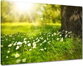 Vászonkép 70x50 Sugárzás a réten