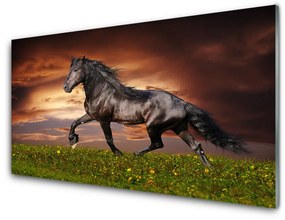 Akrilüveg fotó Black Horse Meadow Állatok 100x50 cm 2 fogas