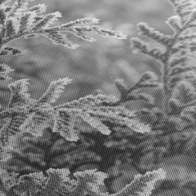 Kép - Lucfenyő erdő (90x60 cm)