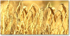 Üvegpanel konyhába Gabona 140x70 cm Ragasztó