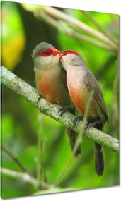 Vászonkép 70x100 Madarak