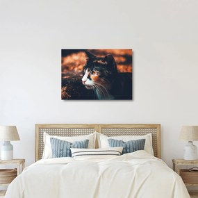 Kép - A macska látképe (üvegen) (70x50 cm)