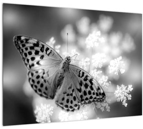 Kép - Részlet egy virágot beporzó pillangóról (üvegen) (70x50 cm)