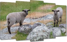 Vászonkép 100x60 Juh legeltetés Bárányok