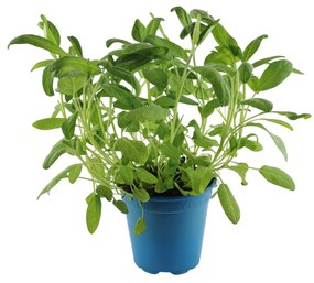 FŰSZERNÖVÉNY ZSÁLYA CS:13 CM SALVIA OFFICINALIS