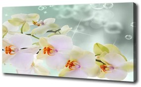 Egyedi vászonkép Fehér orchidea oc-91133337