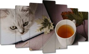 Képek 140x80 Cica Cicák