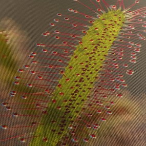 A növény képe (120x50 cm)