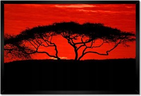 Poszterek keretben 60x40 Akác Afrikában