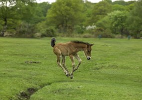 Poszter 84,1x59,4cm Csikó fut a mezőn, Assaf Frank