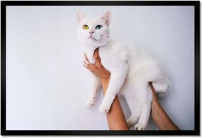 Poszterek keretben 60x40 Gyönyörű macska Cica