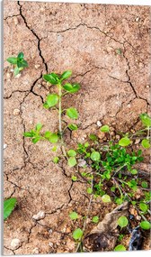 Üveg Vágódeszka 30x52 Növények a Konyhába