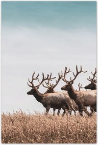 Poszterek 60x90 Szarvasok
