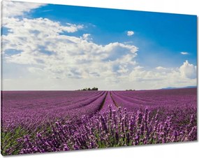 Vászonkép 100x70 Levendulamező Levendula
