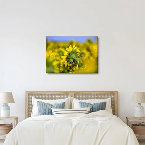 Napraforgó képe (70x50 cm)
