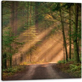 Vászonkép Ösvény az erdőben Fák Természet 90X90 cm