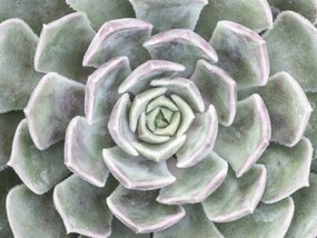 Poszter 80x60cm PozsgĂĄs, Assaf Frank