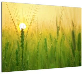 Kép - Mező gabonával (üvegen) (70x50 cm)