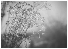 Kép - Mező az eső után (70x50 cm)