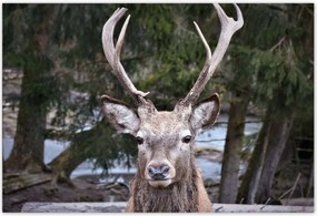 Poszterek 200x135 Szarvas agancs