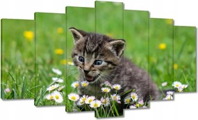 Vászonkép 140x80 Cica Macska