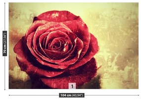 Fotótapéta vörös rózsa 104x70 cm