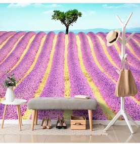 Fotótapéta Provence-i levendulamező - 300x200