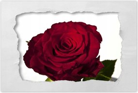 Poszter 60x40 Vörös rózsa fehér között