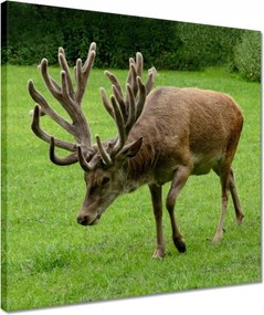Vászonkép 40x40 Szarvas felszarvazott
