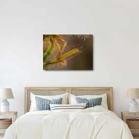 A növény képe (üvegen) (70x50 cm)