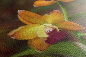 Kép narancssárga orchidea