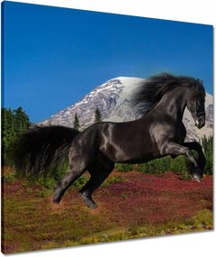 Vászonkép 60x60 Frizbi csődör Ló