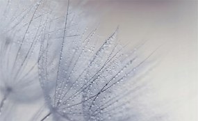 Fotótapéta Falra az előszoba konyhájába Pitypang gyöngyös 416x254 Ragasztó