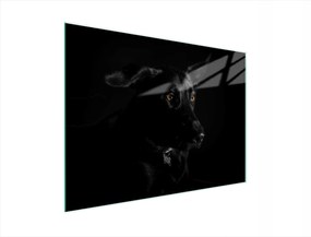 Üveg Vágódeszka 40x30 Kutya Edzett Üveg