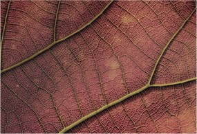 Stílusos Dekoratív fotótapéta Flizelin Leveles textúra 152x104