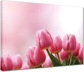 Vászonkép 40x30 Rózsaszín tulipánok