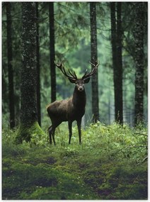 Poszterek 100x135 Szarvas az erdő közepén