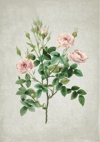 Botanikus poszter Retro Rózsa Virágok Vintage Poster