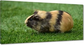 Vászonkép 180x90 Tengerimalac