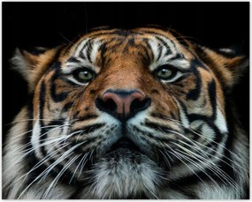 Poszterek 50x40 Tigris macska portré