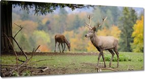 Vászonkép 115x55 Szarvas a szeretett szarvassal