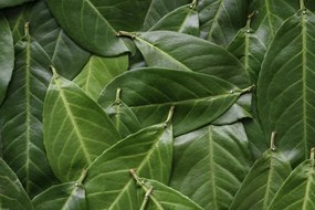 Poszter 60x40cm Zöld levelek, Assaf Frank