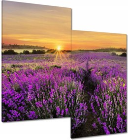 Vászonkép 60x60 Levendula naplemente