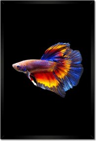 Poszterek keretben 40x60 Harci halak fekete háttér
